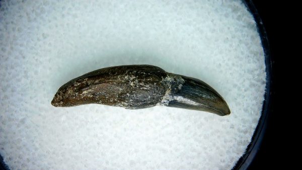 Lee Creek Miocene Porpoise (Cetacean) Tooth for Sale #5