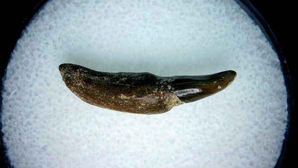 Lee Creek Miocene Porpoise (Cetacean) Tooth for Sale #5 - Image 2