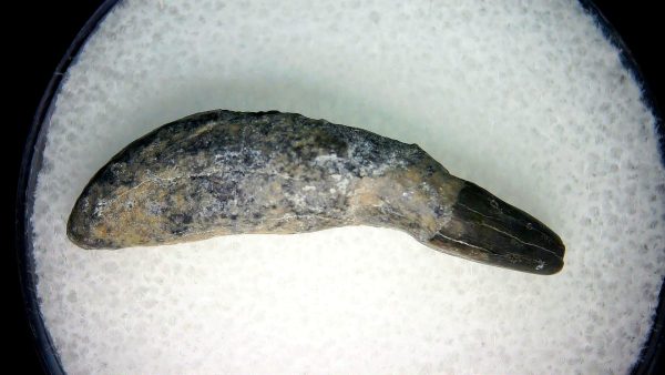 Lee Creek Miocene Porpoise (Cetacean) Tooth for Sale #6