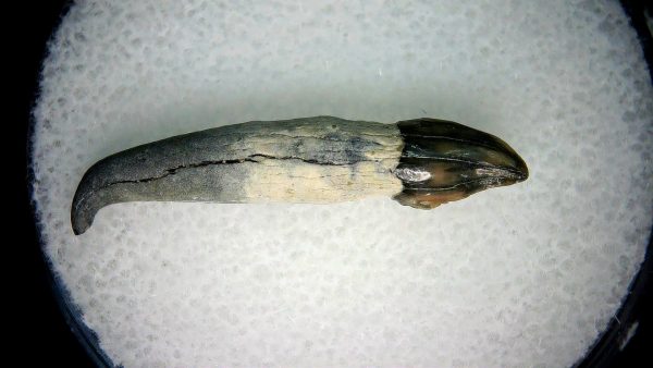 Lee Creek Miocene Porpoise (Cetacean) Tooth for Sale #7