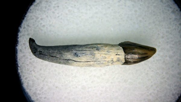 Lee Creek Miocene Porpoise (Cetacean) Tooth for Sale #7 - Image 2