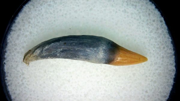 Lee Creek Miocene Porpoise (Cetacean) Tooth for Sale #8 - Image 2