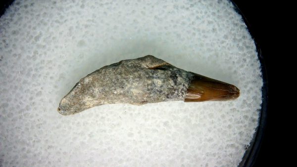 Lee Creek Miocene Porpoise (Cetacean) Tooth for Sale #9