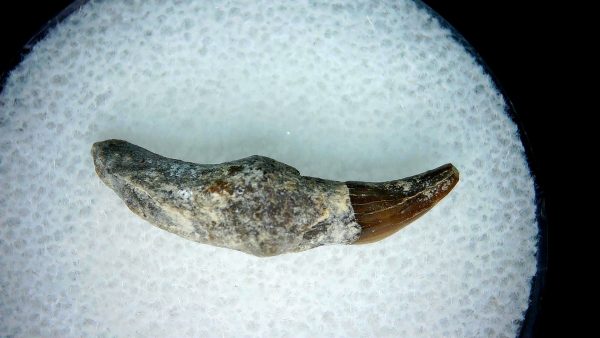Lee Creek Miocene Porpoise (Cetacean) Tooth for Sale #9 - Image 2
