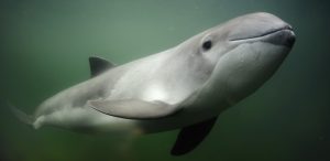 Lee Creek Miocene Porpoise