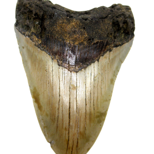 Megalodon Shark Tooth - S. Carolina #73