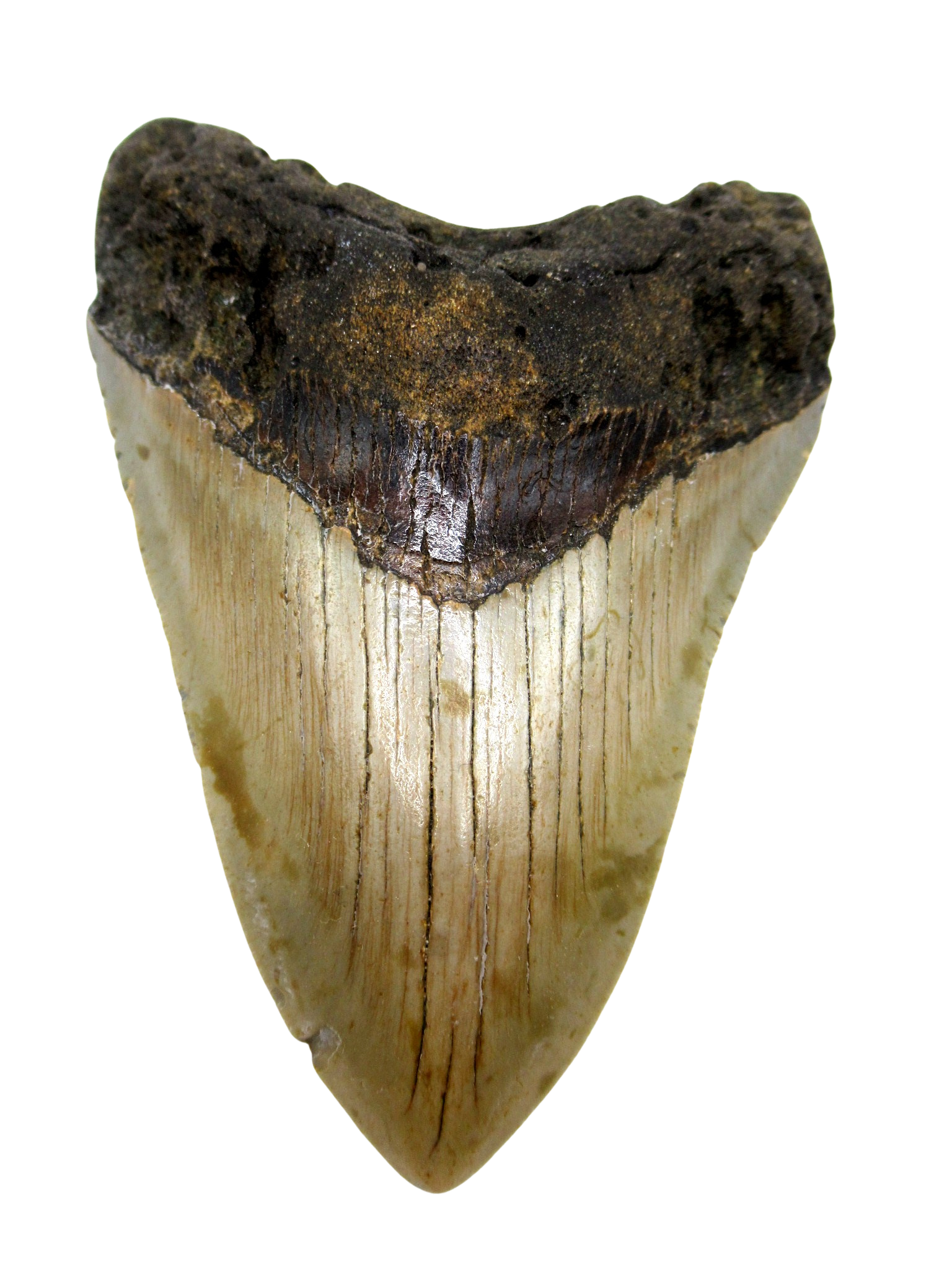South Carolina Miocene Age Megalodon Shark Tooth 73 | Fossils for Sale Genuine Miocene Age Megalodon Shark Tooth for Sale from South Carolina #73