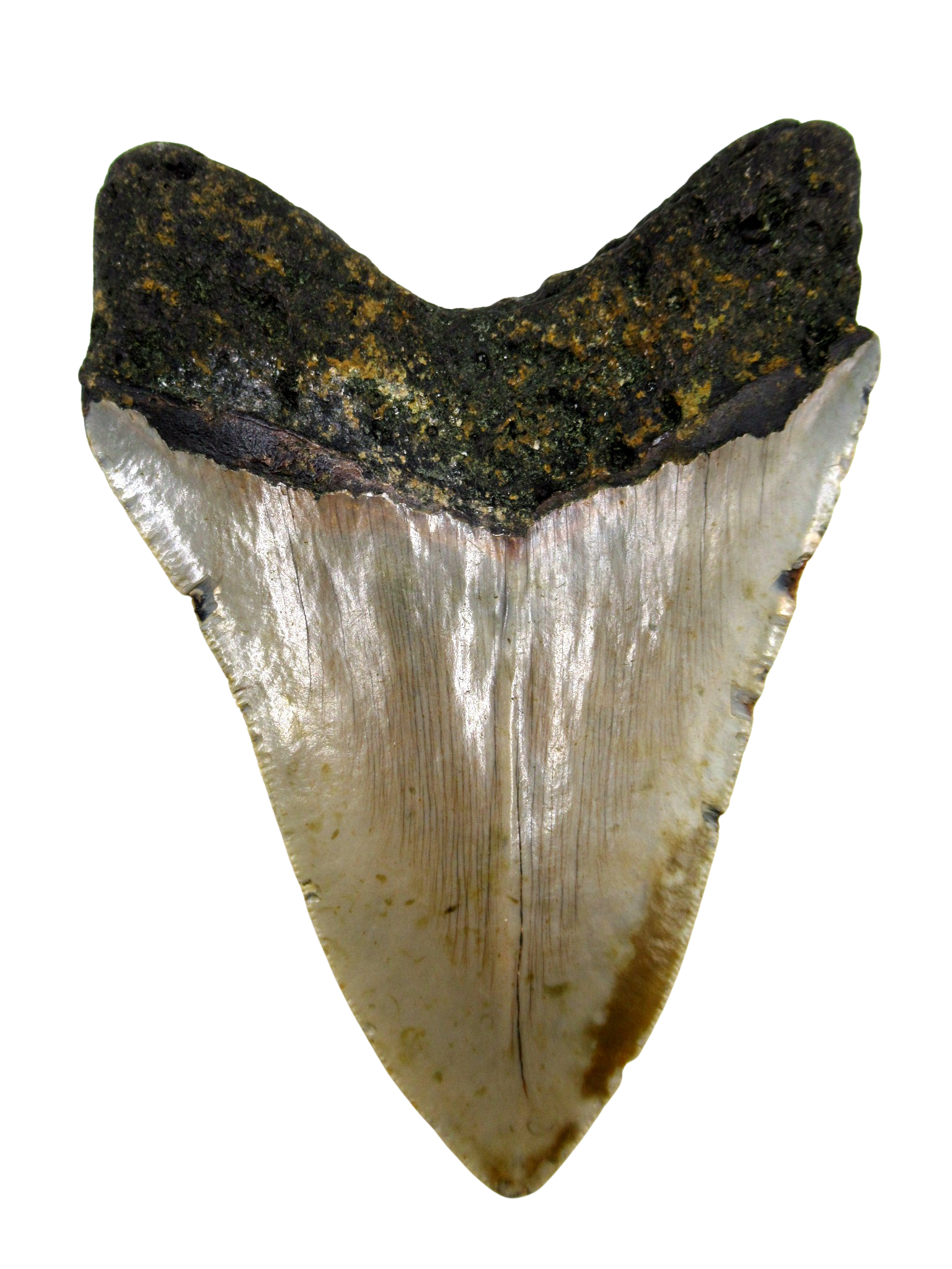 South Carolina Miocene Age Megalodon Shark Tooth 73a | Fossils for Sale Genuine Miocene Age Megalodon Shark Tooth for Sale from South Carolina #73a