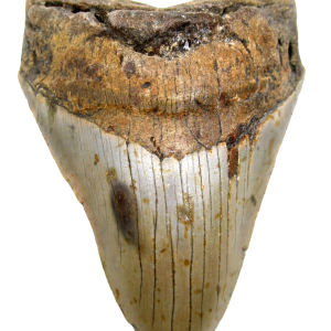 Megalodon Shark Tooth - S. Carolina 5.21" #77