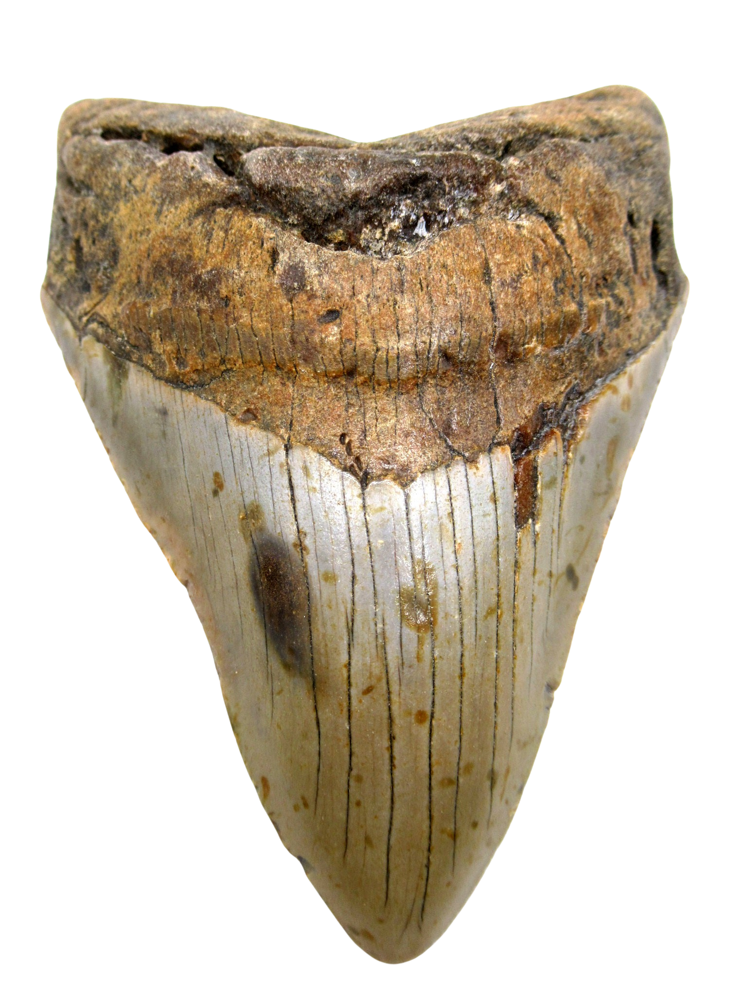 South Carolina Miocene Age Megalodon Shark Tooth 77 | Fossils for Sale Genuine Miocene Age Megalodon Shark Tooth for Sale from South Carolina #77