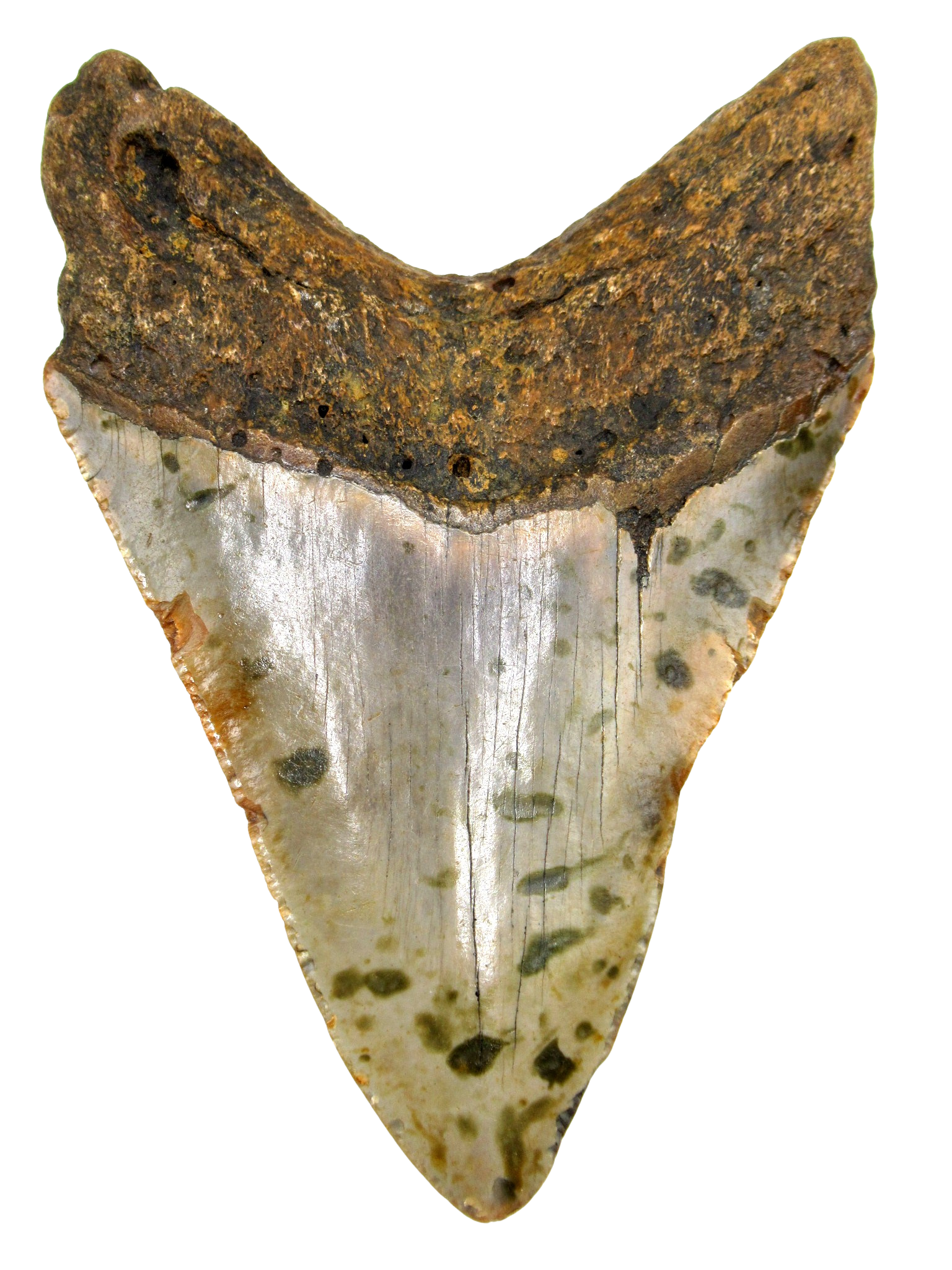 South Carolina Miocene Age Megalodon Shark Tooth 77a | Fossils for Sale Genuine Miocene Age Megalodon Shark Tooth for Sale from South Carolina #77a