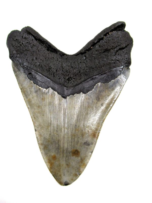 Megalodon Shark Tooth - S. Carolina #70 - Image 2