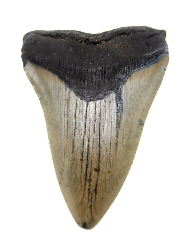Megalodon Shark Tooth - S. Carolina #71