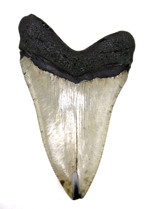 Megalodon Shark Tooth - S. Carolina #71 - Image 2