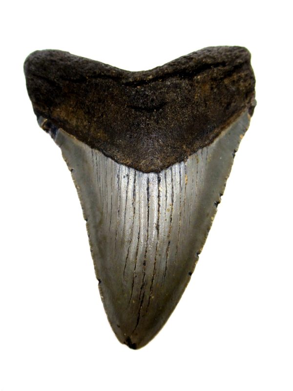 Megalodon Shark Tooth - S. Carolina #72