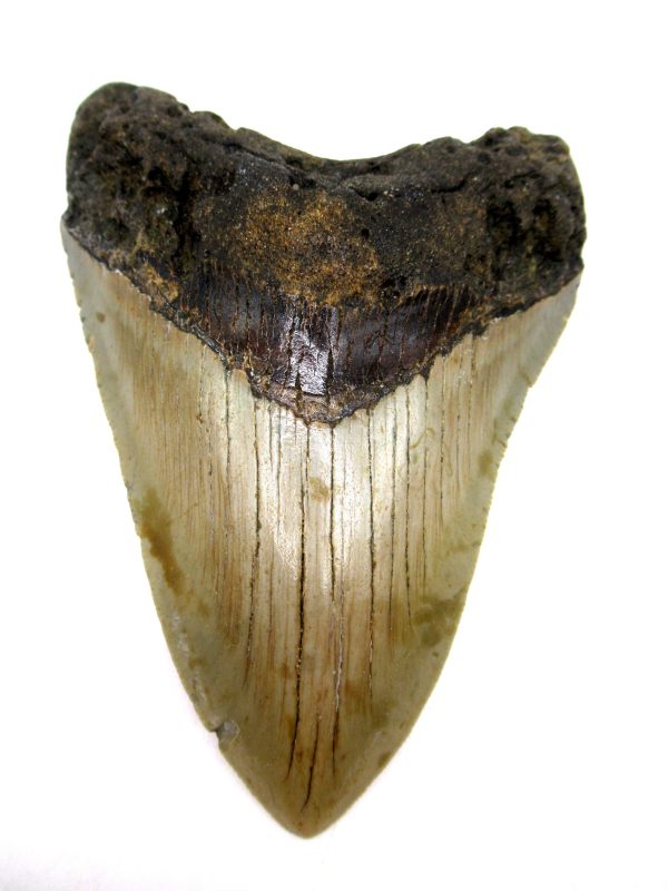 Megalodon Shark Tooth - S. Carolina #73