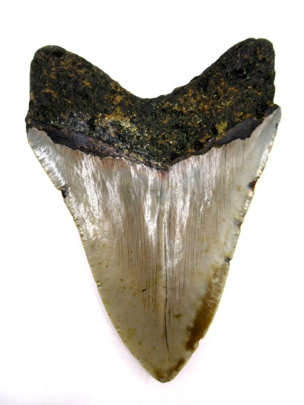 Megalodon Shark Tooth - S. Carolina #73 - Image 2