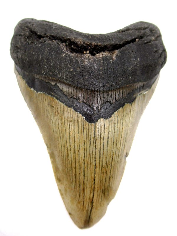 Megalodon Shark Tooth - S. Carolina #74