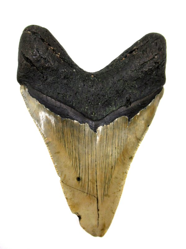 Megalodon Shark Tooth - S. Carolina #74 - Image 2