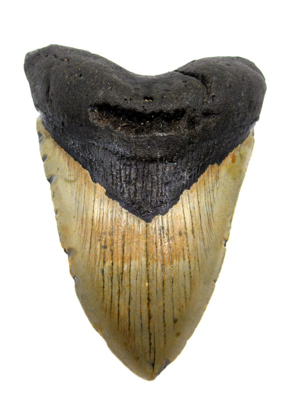 Megalodon Shark Tooth - S. Carolina #75