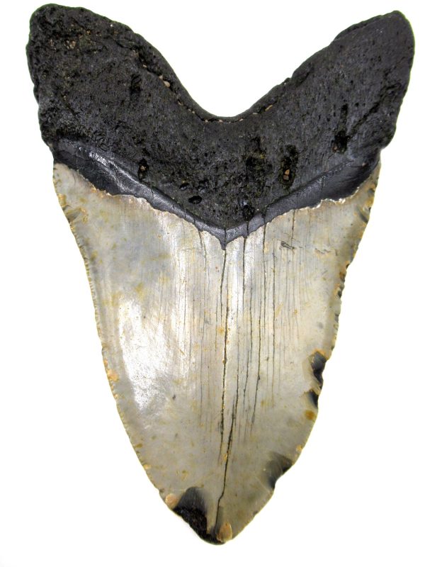 Megalodon Shark Tooth - S. Carolina #75 - Image 2