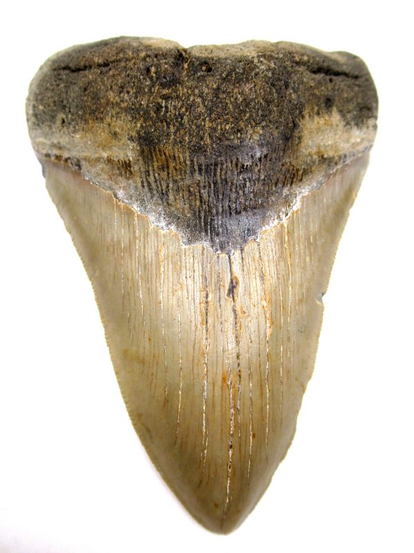 Megalodon Shark Tooth - S. Carolina #76