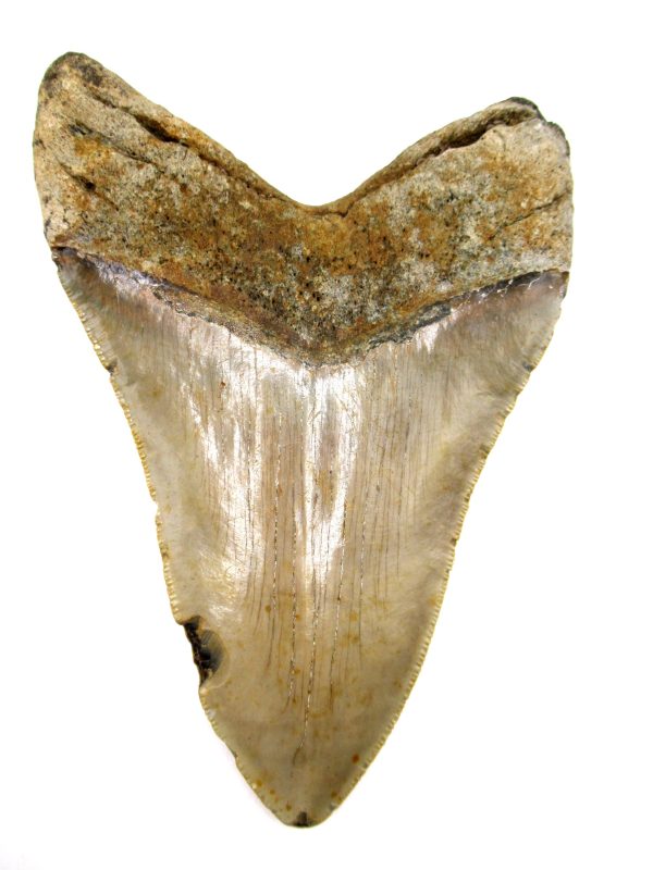Megalodon Shark Tooth - S. Carolina #76 - Image 2