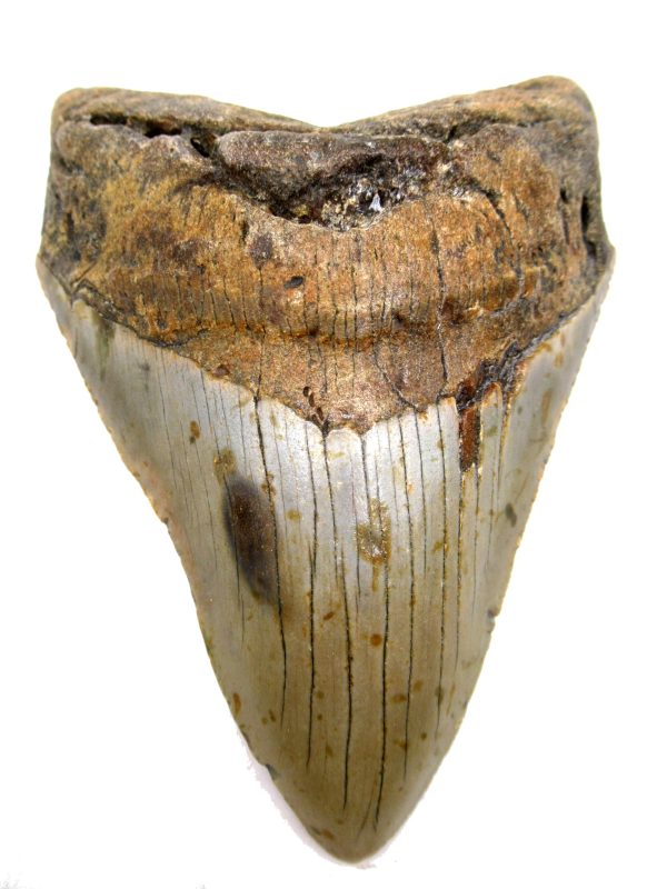 Megalodon Shark Tooth - S. Carolina #77