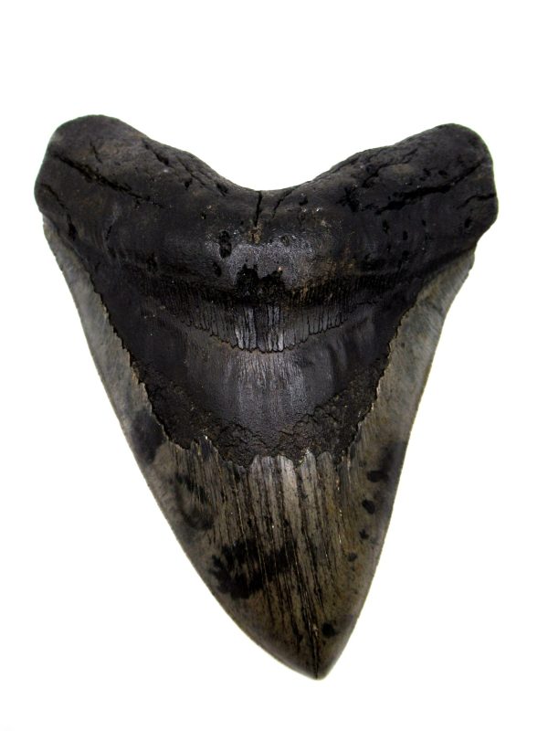 Megalodon Shark Tooth - S. Carolina #78