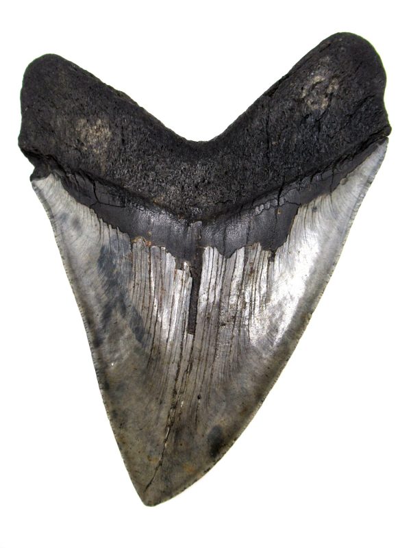 Megalodon Shark Tooth - S. Carolina #78 - Image 2