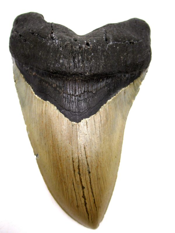 Megalodon Shark Tooth - S. Carolina #79