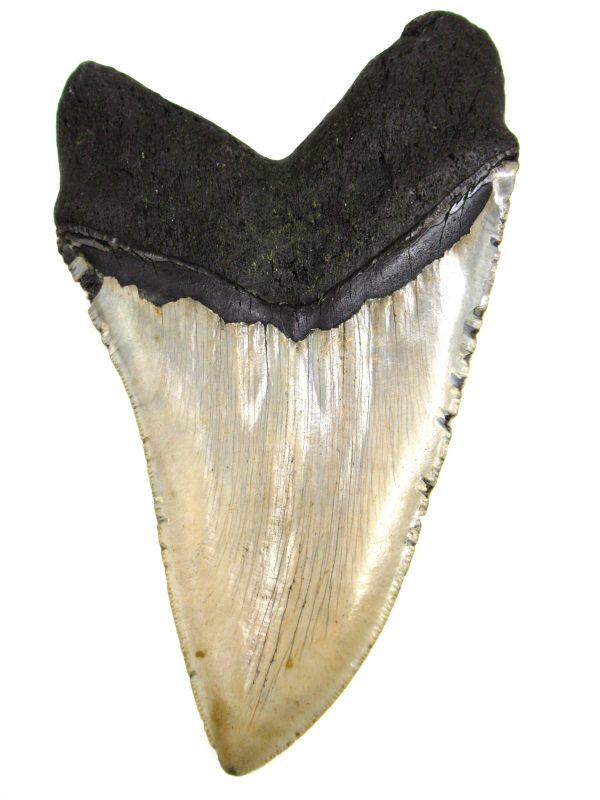 Megalodon Shark Tooth - S. Carolina #79 - Image 2