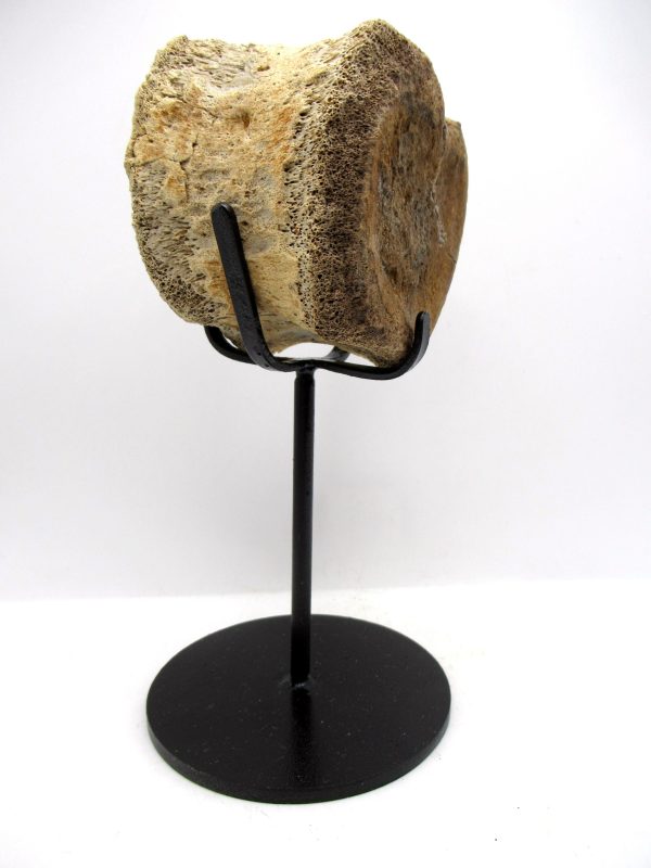 Hadrosaurus Dinosaur Bone on Stand for Sale #1