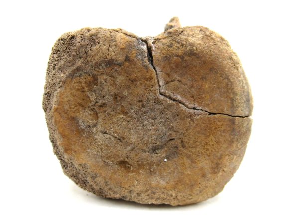 Hadrosaurus Dinosaur Bone on Stand for Sale #1 - Image 2