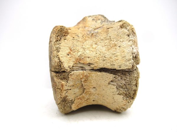 Hadrosaurus Dinosaur Bone on Stand for Sale #1 - Image 7