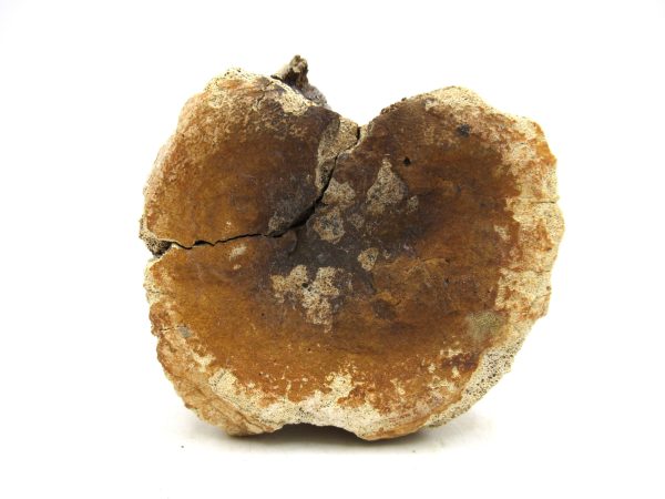 Hadrosaurus Dinosaur Bone on Stand for Sale #1 - Image 6