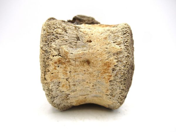 Hadrosaurus Dinosaur Bone on Stand for Sale #1 - Image 5