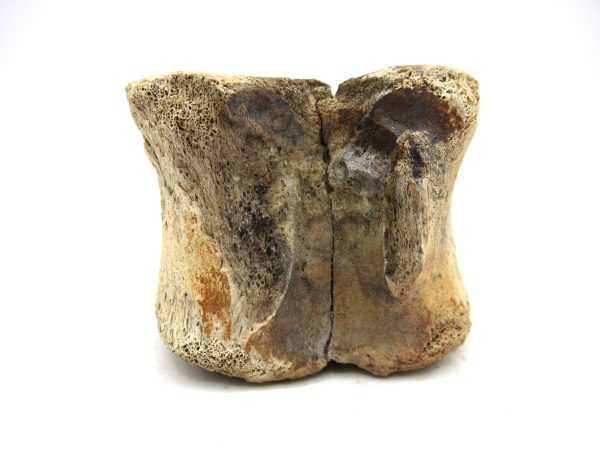 Hadrosaurus Dinosaur Bone on Stand for Sale #1 - Image 4