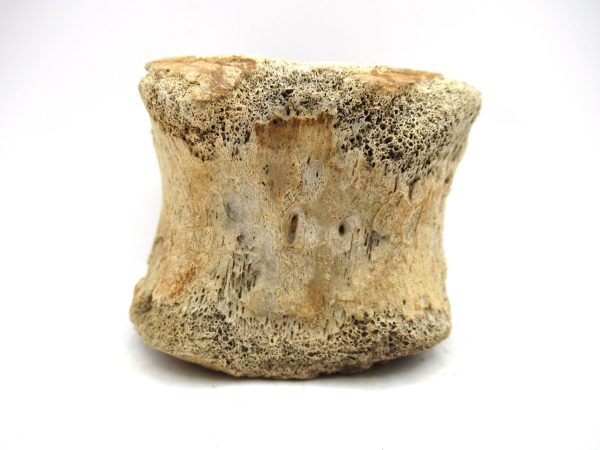 Hadrosaurus Dinosaur Bone on Stand for Sale #1 - Image 3
