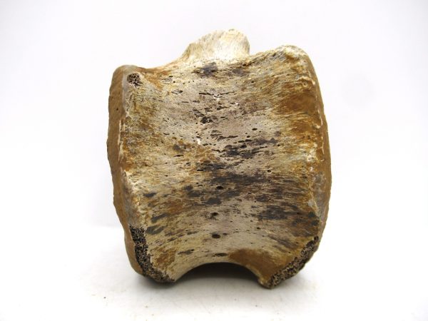 Hadrosaurus Dinosaur Bone on Stand for Sale #2 - Image 7