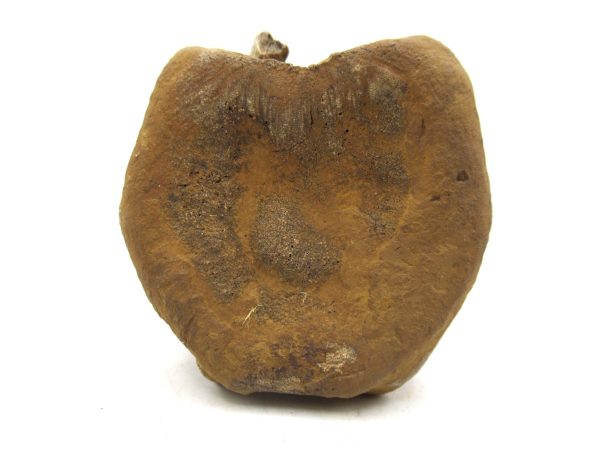 Hadrosaurus Dinosaur Bone on Stand for Sale #2 - Image 6