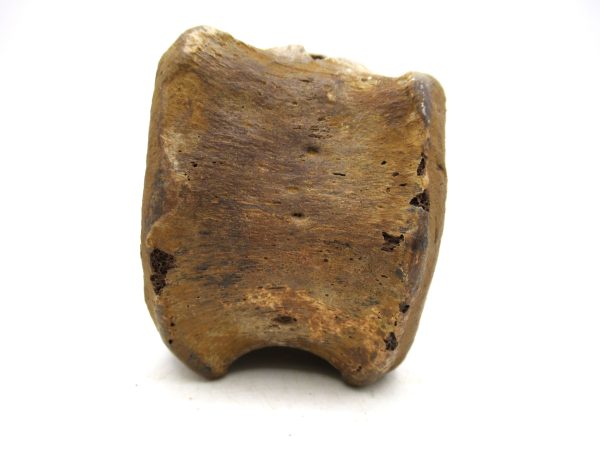 Hadrosaurus Dinosaur Bone on Stand for Sale #2 - Image 5