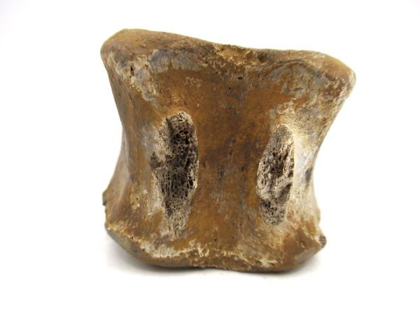 Hadrosaurus Dinosaur Bone on Stand for Sale #2 - Image 4