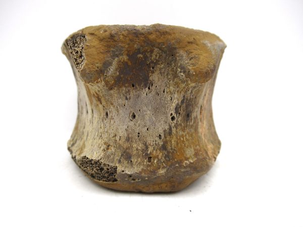 Hadrosaurus Dinosaur Bone on Stand for Sale #2 - Image 3
