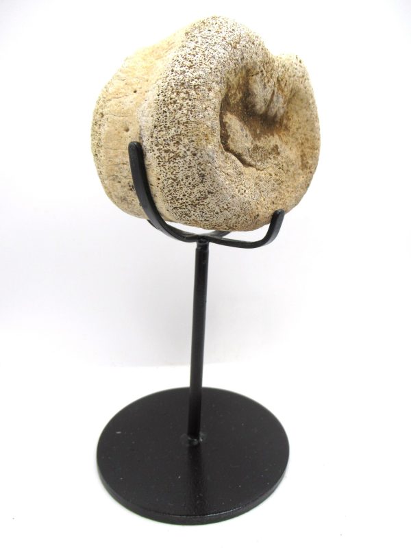 Hadrosaurus Dinosaur Bone on Stand for Sale #3