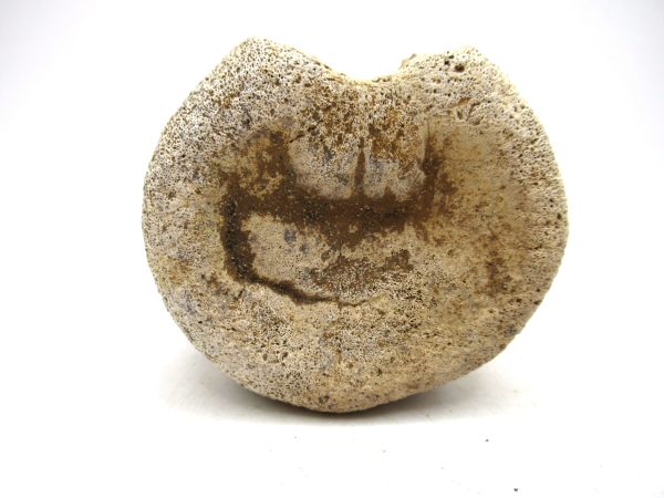 Hadrosaurus Dinosaur Bone on Stand for Sale #3 - Image 2