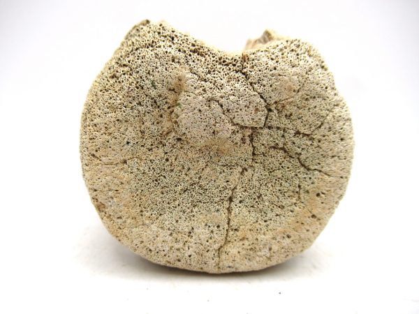 Hadrosaurus Dinosaur Bone on Stand for Sale #3 - Image 6