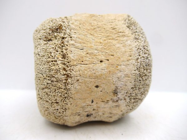 Hadrosaurus Dinosaur Bone on Stand for Sale #3 - Image 5
