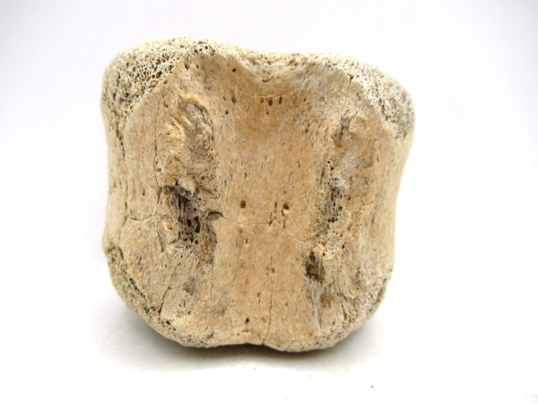 Hadrosaurus Dinosaur Bone on Stand for Sale #3 - Image 4