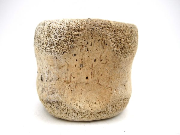Hadrosaurus Dinosaur Bone on Stand for Sale #3 - Image 3